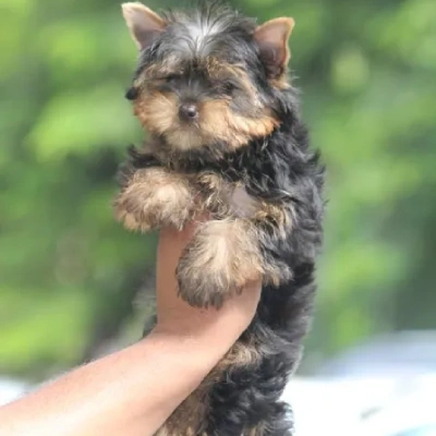 Yorkshire Terrier Price in Visakhapatnam | Yorkshire Terrier Puppies for sale in Visakhapatnam