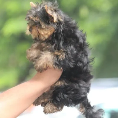 Yorkshire Terrier Price in Visakhapatnam | Yorkshire Terrier Puppies for sale in Visakhapatnam