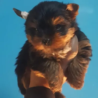 Yorkshire Terrier Price in Nashik | Yorkshire Terrier Puppies for sale in Nashik
