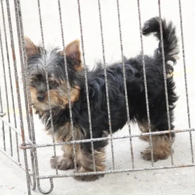 Yorkshire Terrier Price in Nashik | Yorkshire Terrier Puppies for sale in Nashik