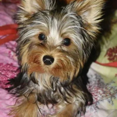 Yorkshire Terrier Price in Visakhapatnam | Yorkshire Terrier Puppies for sale in Visakhapatnam