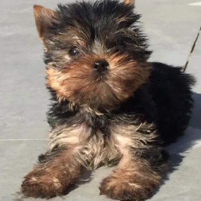 Yorkshire Terrier Price in Nashik | Yorkshire Terrier Puppies for sale in Nashik