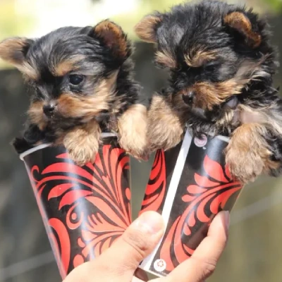 Yorkshire Terrier Price in Nashik | Yorkshire Terrier Puppies for sale in Nashik