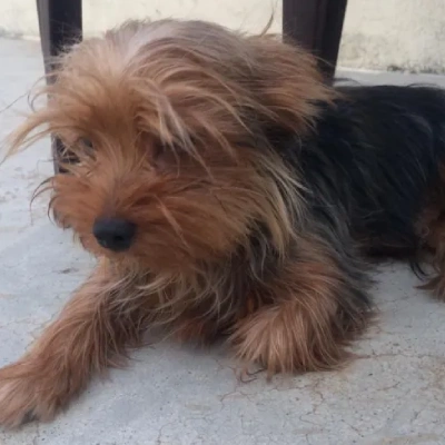 Yorkshire Terrier Price in Visakhapatnam | Yorkshire Terrier Puppies for sale in Visakhapatnam