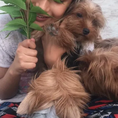 Yorkshire Terrier Price in Nashik | Yorkshire Terrier Puppies for sale in Nashik