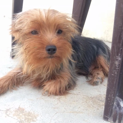 Yorkshire Terrier Price in Nashik | Yorkshire Terrier Puppies for sale in Nashik